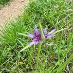 Geropogon hybridus Çiçek