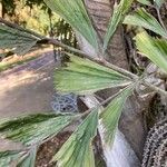 Caryota mitis Leaf