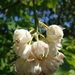 Staphylea pinnata Blüte