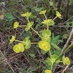 Euphorbia biumbellata Virág