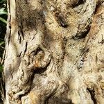 Ficus sycomorus Rinde