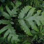 Tectaria angelicifolia Leaf