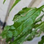 Erigeron sumatrensis Folio