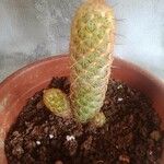 Mammillaria elongata Ліст