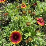 Gaillardia pulchella花