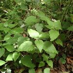 Pericallis appendiculata Habit