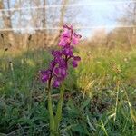 Anacamptis morio Blüte