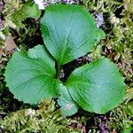 Moneses uniflora Leaf