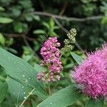 Spiraea salicifolia 花