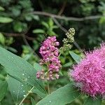 Spiraea salicifolia Λουλούδι