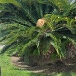 Cycas revoluta Alkat (teljes növény)