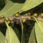 Ficus americana Fruit