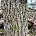 Populus grandidentata Casca