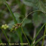 Carex ferruginea Квітка