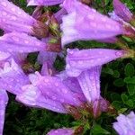 Penstemon davidsonii Blüte