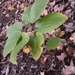 Smilax herbacea ശീലം