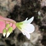 Saxifraga granulata Blüte