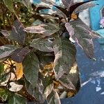 Pseuderanthemum carruthersii Levél