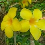 Allamanda catharticaFlower