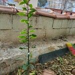 Catha edulis Φύλλο
