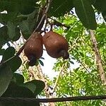 Anacardium occidentale Φρούτο