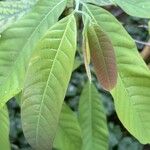 Monodora crispata Leaf