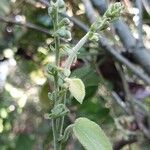 Acalypha urophylla