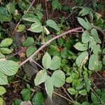 Rubus koehleri 葉