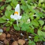Linaria triphylla Цветок