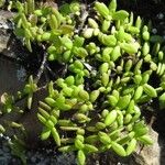 Sesuvium portulacastrum Leht