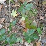 Rubus polonicus Leaf