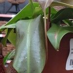 Nepenthes mirabilis ᱥᱟᱠᱟᱢ