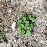 Dichondra carolinensis Feuille