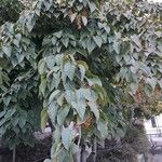 Acer davidii অভ্যাস