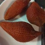 Salacca zalacca ഫലം