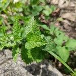 Verbena urticifolia Feuille