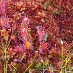 Drosera anglica फूल