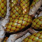 Raphia hookeri Fruto