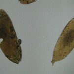 Cedrelinga cateniformis Altro