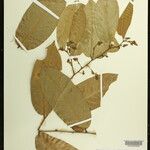 Securidaca paniculata Máis