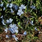 Plumbago europaeaFlower