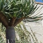 Dracaena draco Folha