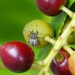 Prunus laurocerasus Fruto