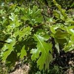 Quercus kelloggii Fulla