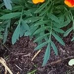 Tagetes erectaList