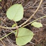Cynanchum insipidum Blatt