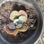 Kalanchoe humilis List