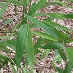 Phyllostachys flexuosa Feuille