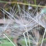 Tragopogon dubius Fruto