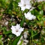 Silene alpestris Flor